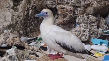 90% de las aves marinas ha ingerido plástico