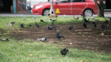 Las palomas le ganaron el pulso a la gente en el parque de Guadalupe