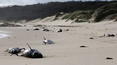 55 ballenas piloto mueren en playa de Escocia