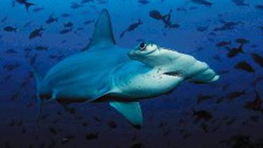 Sala Primera anula decreto de Luis Guillermo Solís que permitía comercializar tiburones