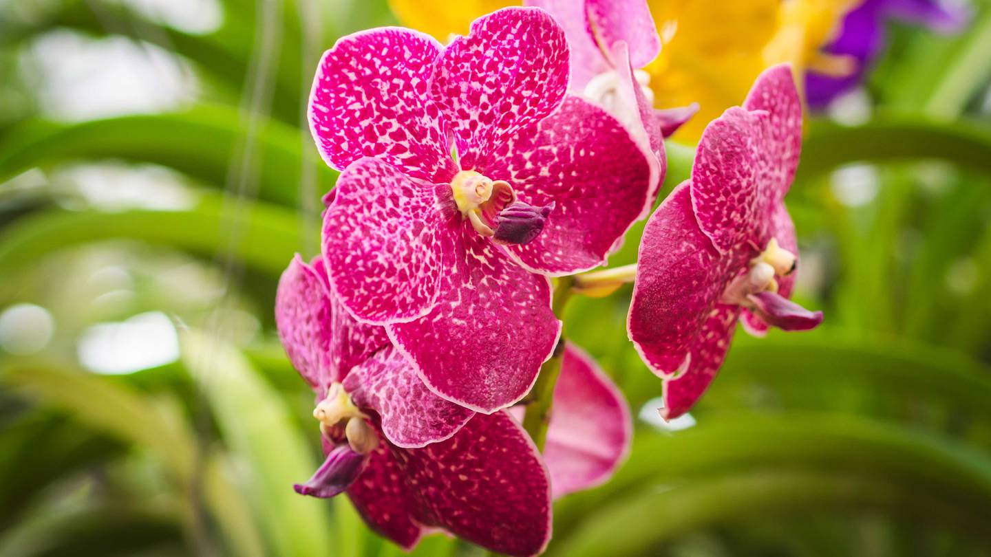 Feria de Orquídeas tendrá entrada gratuita en el Museo de los Niños.