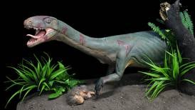 Descubren ‘primo’ antiguo de dinosaurio