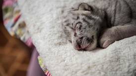 Esta es Nieve, una tigresa blanca que nació en Nicaragua  