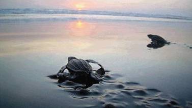 Vecinos de playa Moín rescatan nidos de tortuga Baula ante ausencia de patrullajes nocturnos