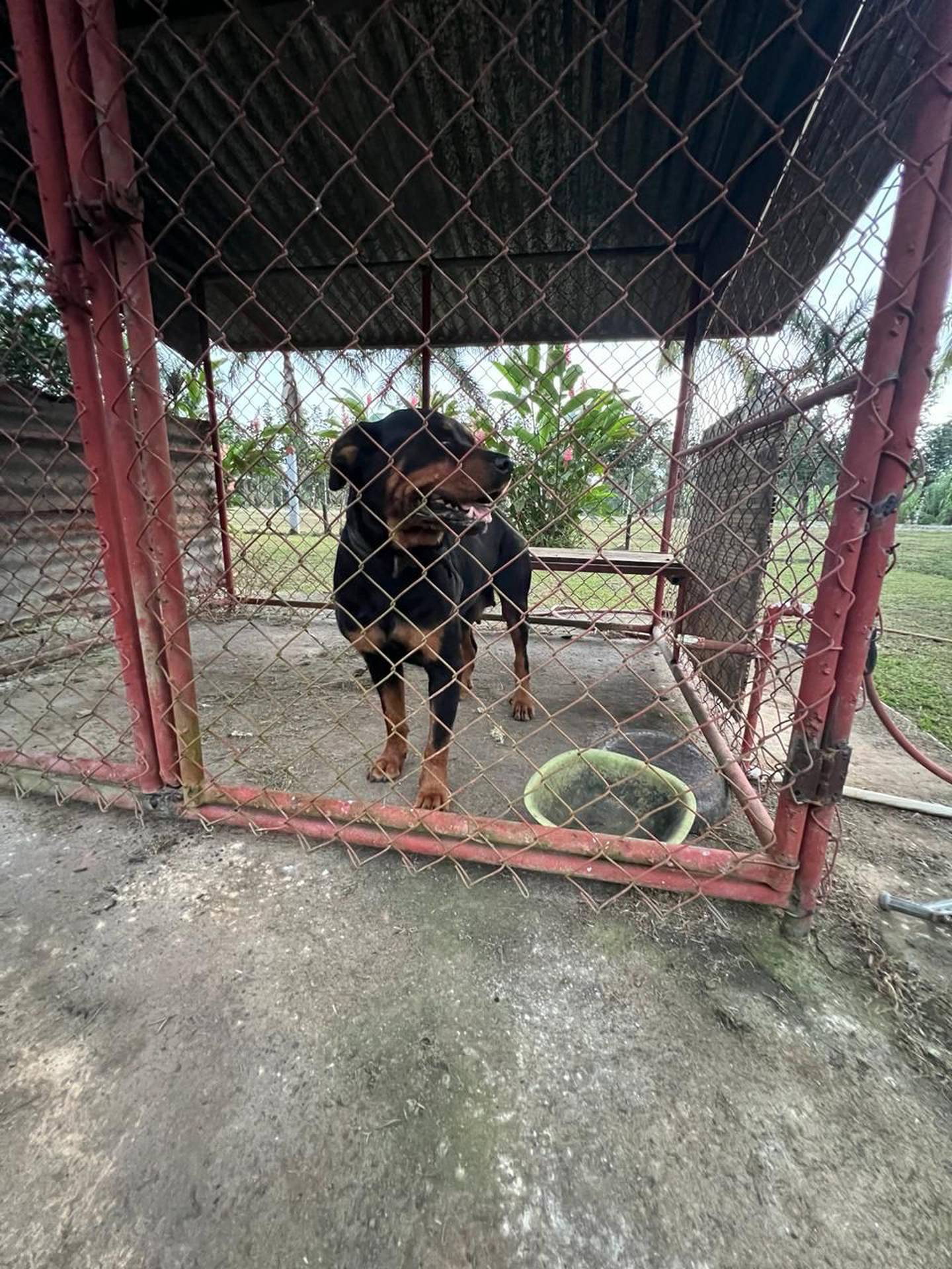 Personal del Senasa fue alertado para determinar lo ocurrido y hacerse cargo de la perra rottweiler. Foto: Edgar Chinchilla.