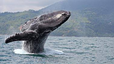 Ballenas jorobadas de más de 40 toneladas ya son visibles en el Parque Nacional Marino Ballena