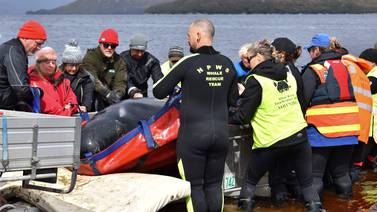 Socorristas australianos obligados a practicar la eutanasia a ballenas varadas en la bahía de Tasmania