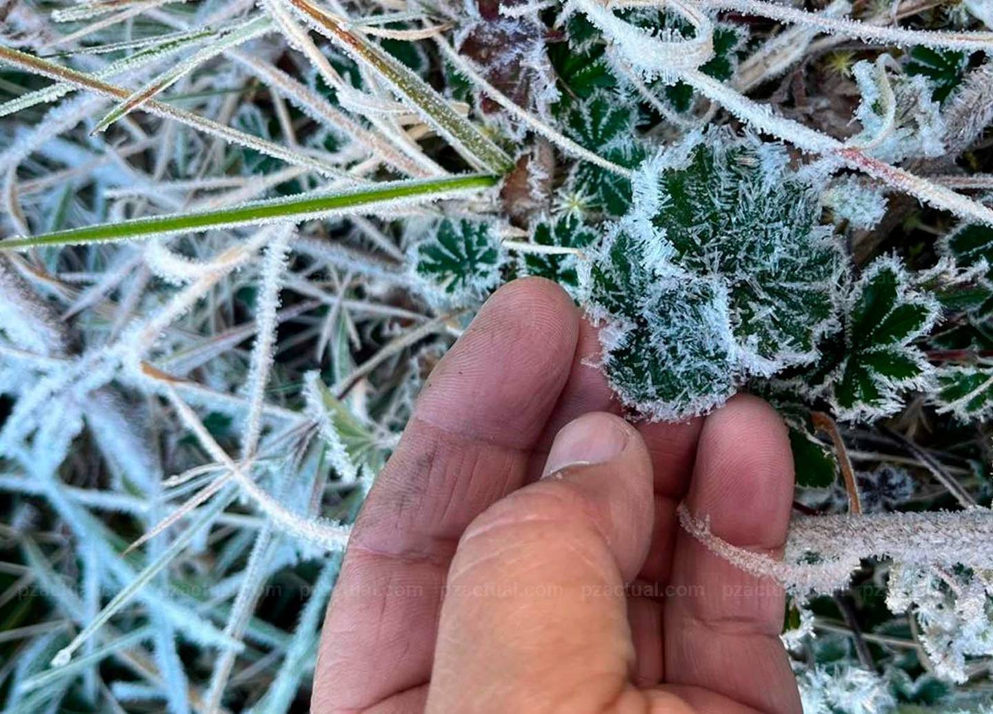 En el cerro de La Muerte en Pérez Zeledón,  la vegetación amanece con el rocío congelado, debido a las bajas temperaturas. Foto: Cortesía PZ Actual.