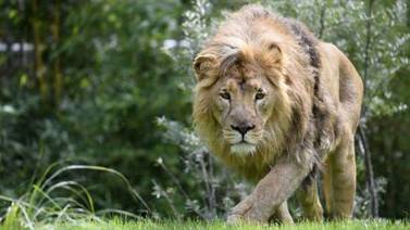 En Sudáfrica, un rastreador es devorado por dos jóvenes leones