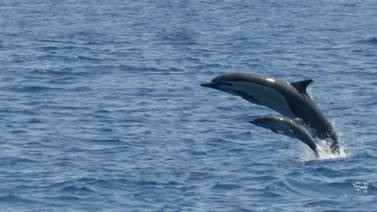 National Geographic publica conmovedor video de delfín y su cría saltando en aguas de Costa Rica