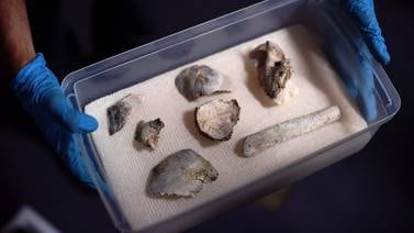 Fragmentos del fósil humano de 12.000 años fueron hallados entre los escombros del Museo de Río