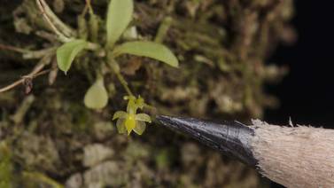 La orquídea más pequeña de Centroamérica es de Costa Rica