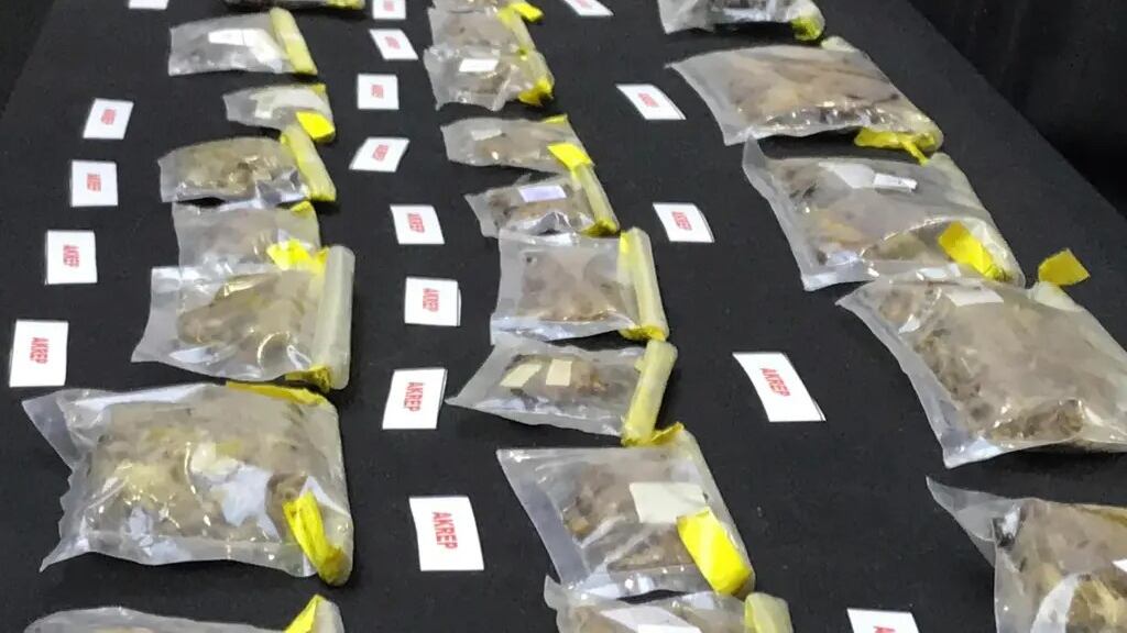 El experto en arácnidos detenido en el aeropuerto de Estambul, Turquía, portaba 88 tubos de plástico y 58 bolsas con aproximadamente 1.500 especies venenosas, presuntamente para contrabandear.