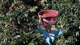 Precios del café de Costa Rica se elevan por encima del mercado por su alta calidad