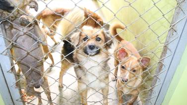 51 perros abandonados en la romería buscan nuevo dueño en albergue municipal de Cartago