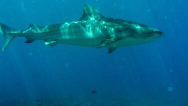 Tiburón le arrancó la pierna a hombre que durante 30 segundos luchó por su vida en Australia