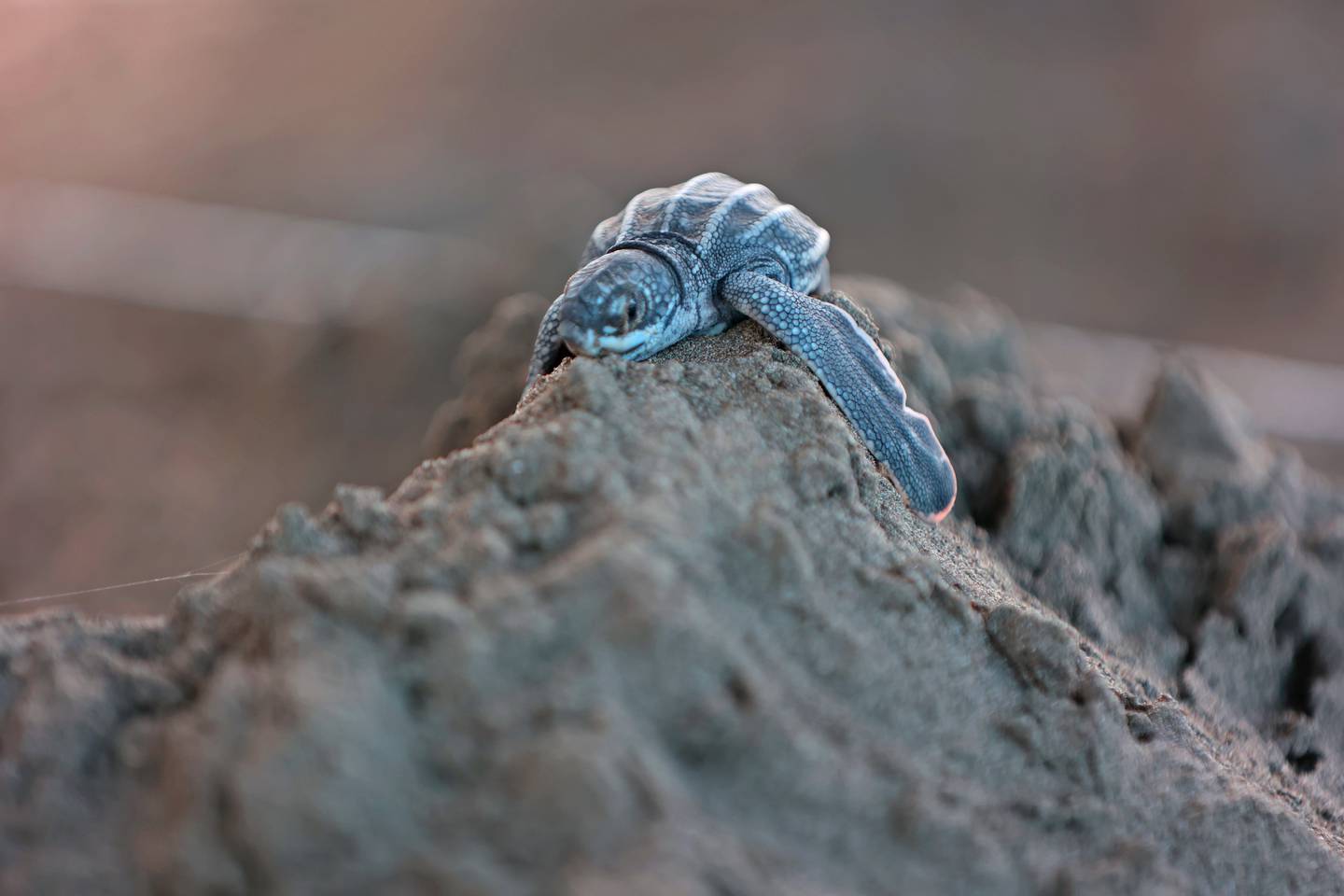 Las tortugas marinas sufren más para reproducirse a mayor temperatura y nivel del ma. Fotografía: Cortesía.