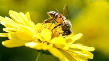 Francia prohíbe algunos pesticidas para proteger a las  abejas