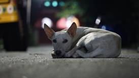 27 de julio, Día Mundial del Perro Callejero: Guía para una adopción responsable
