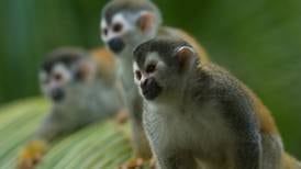 Niños reforestaron para unir a las    manadas de monos titís