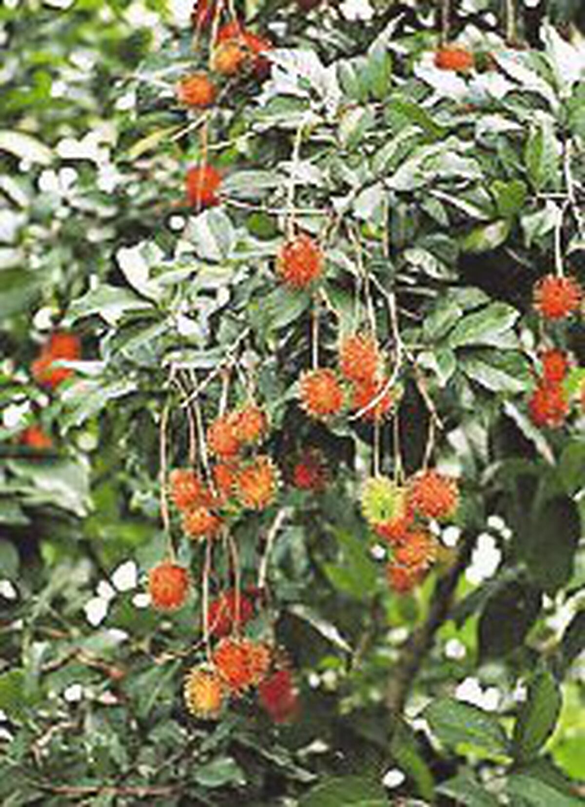 Mamón chino al exterior La Nación