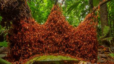 Foto de ejército de hormigas ticas gana premio mundial