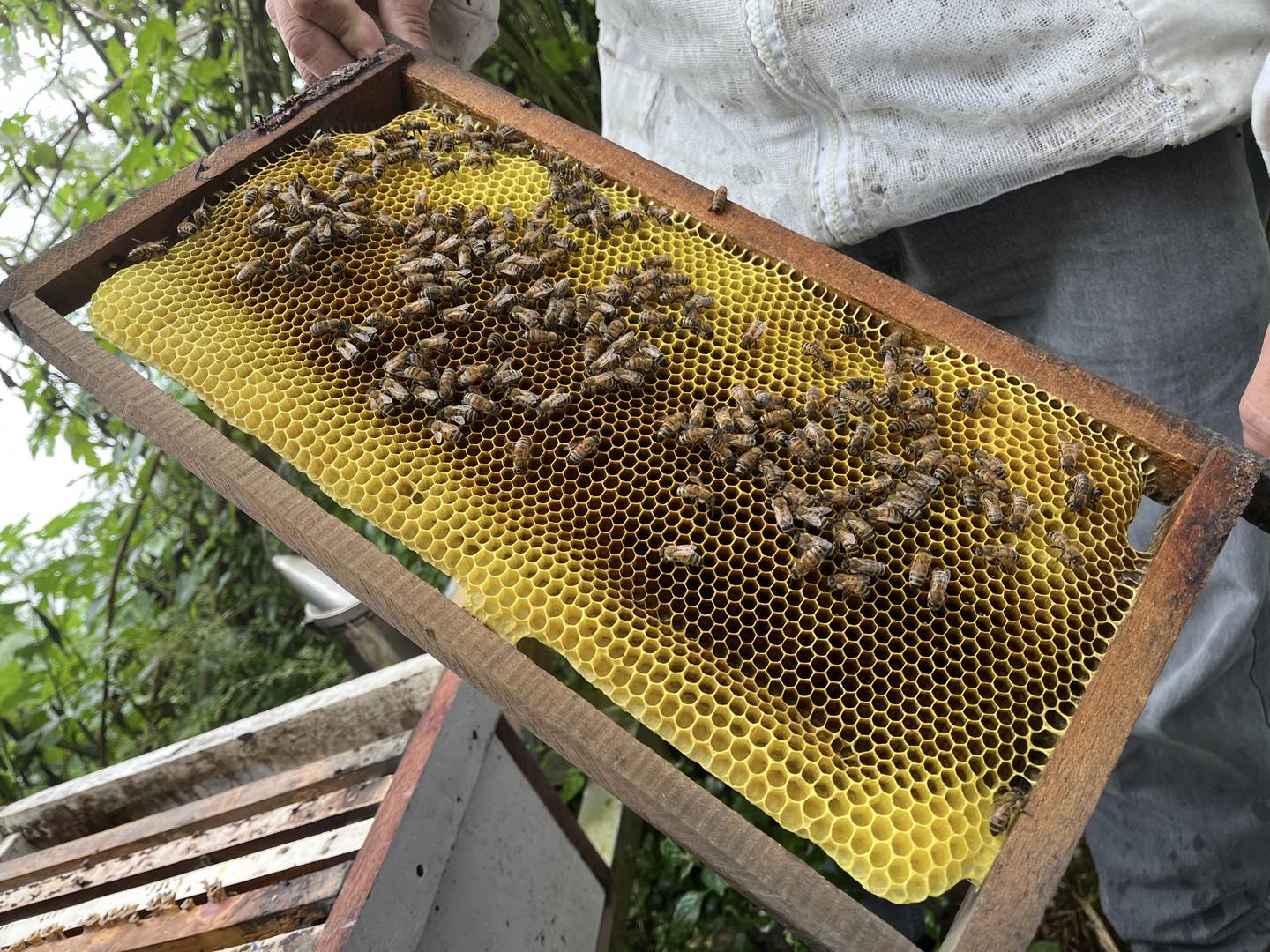 En una colmena típica de apicultor, conviven tres castas de abejas melíferas: las reinas, las obreras y los zánganos. Fotografía: Juan Fernando Lara S.