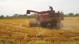 Resolución reabre la importación de arroz libre de impuestos adicionales