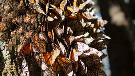 Mariposa monarca se recupera en México, pero sigue en riesgo