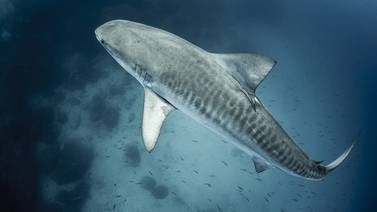 Fotografías traen a superficie el mundo de los tiburones y mantas