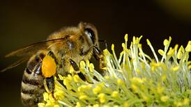 ¿Qué pasaría si se extinguen las abejas?