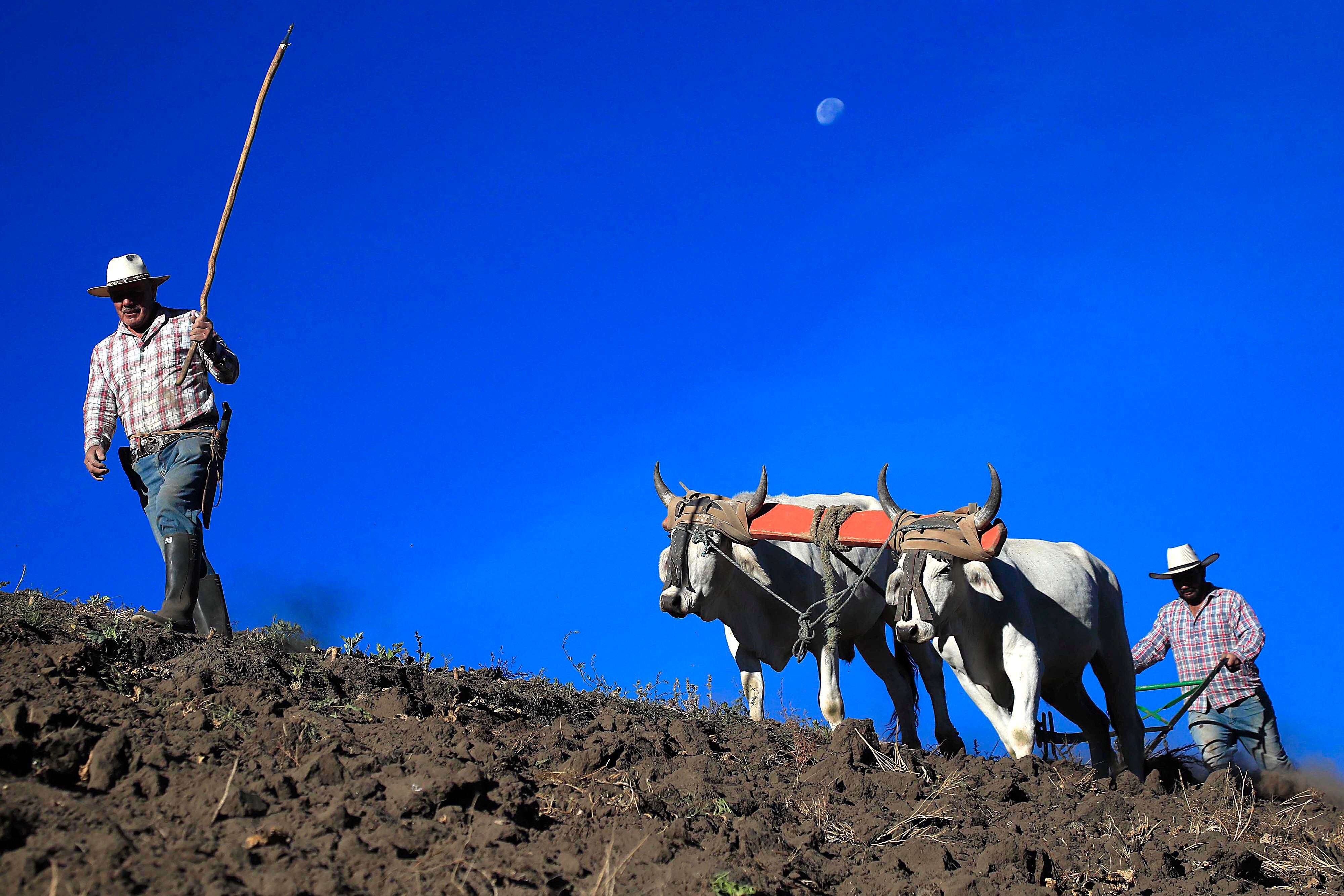 Eliécer Córdoba Guillén y su hijo, José Alberto (en el arado), trabajando con su yunta de bueyes Ñato y Palomo. Están preparando este terreno para la siembra, en Pozo Amarillo de San Juan de Chicuá.