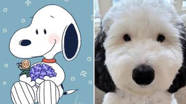 ¡Snoopy de la vida real! Ella es ‘Bayley’, la perrita viral por su parecido a la caricatura