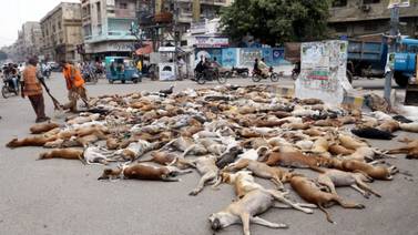 Autoridades de Pakistán envenenan a miles de perros callejeros