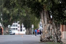 Los 16 árboles del barrio Aranjuez