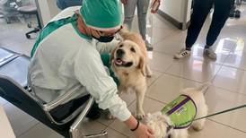 Perros alegraron corazones de pacientes y trabajadores en Hospital Max Peralta