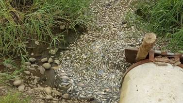 Vecinos de Osa denuncian muerte masiva de peces en el río Sierpe
