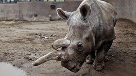 Muere rinoceronte blanco en zoológico de EE. UU.: ya solo quedan tres en el mundo