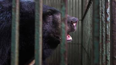 Mueren los osos en cautiverio de Vietnam tras la caída del precio de su bilis