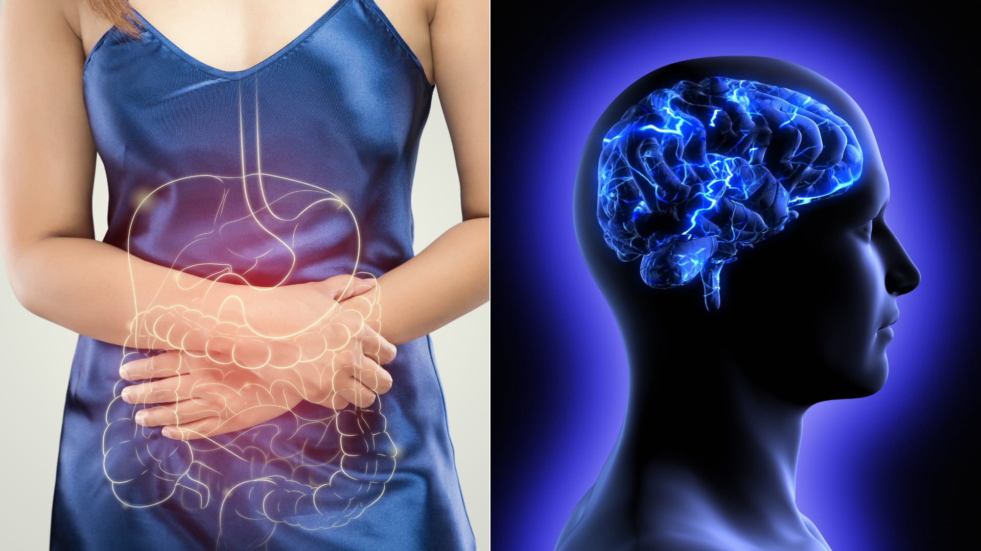 Científicos hallan que el intestino influye en la memoria. Una bacteria y la inflamación afectan la conexión con el cerebro.