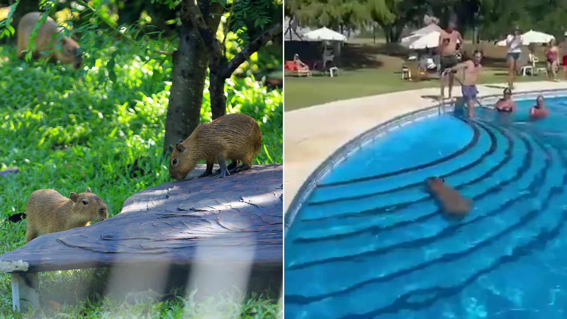 En ZooAve los capibaras están en cautiverio. En Argentina, han ocupado barrios ribereños y se multiplican sin control.