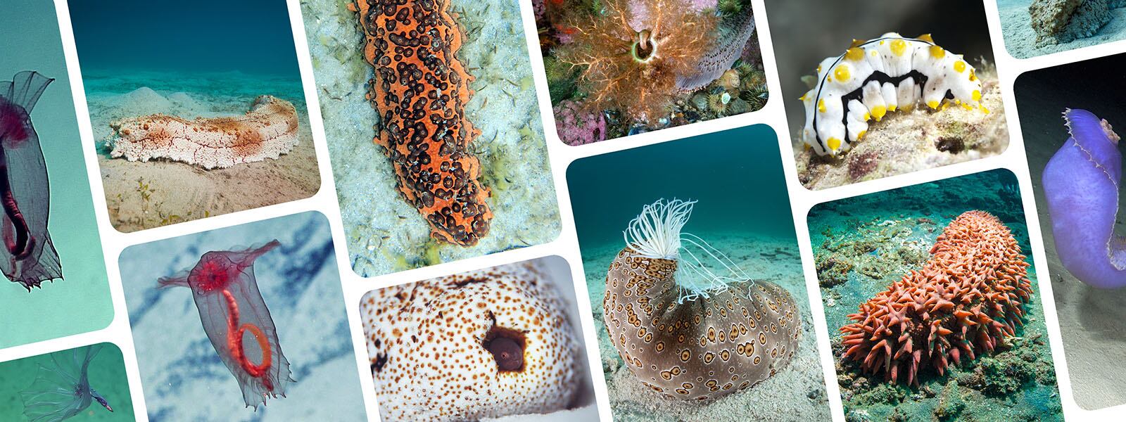 Collage de fotografías de pepinos de mar.