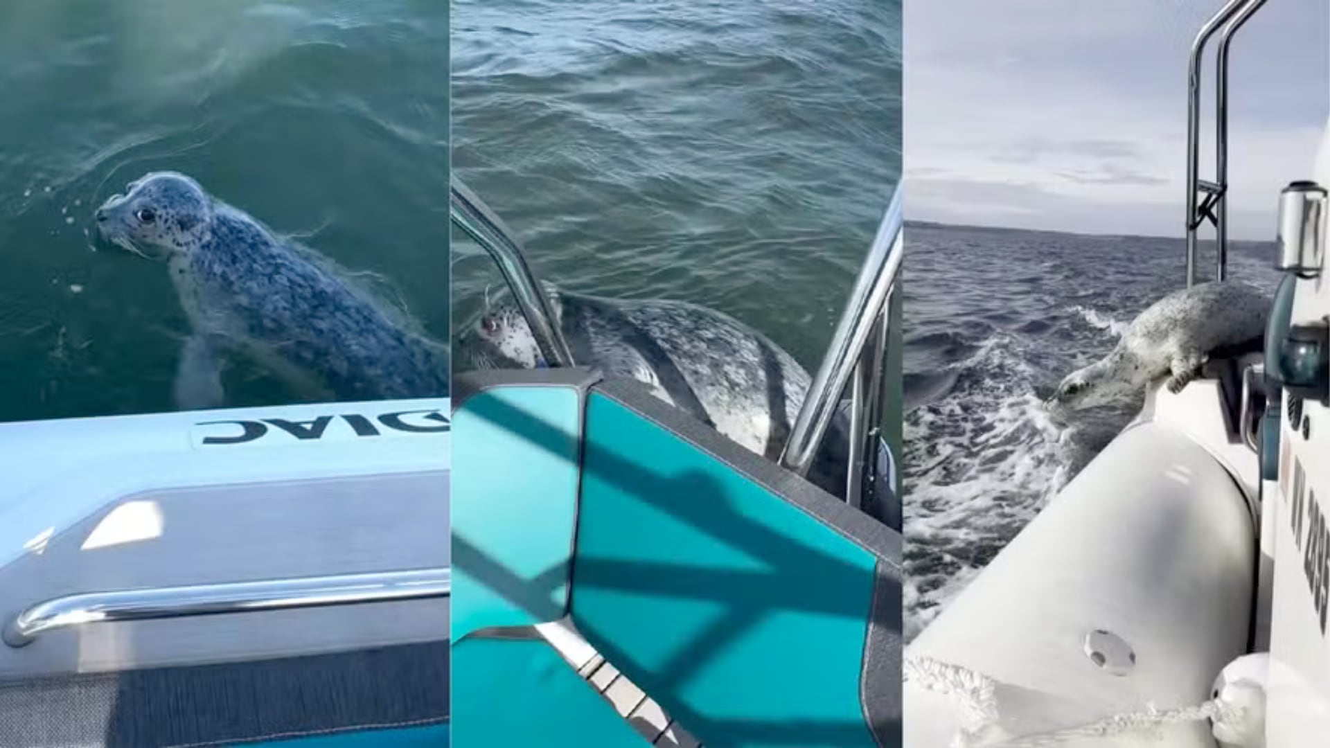 Una foca se lanzó a un bote para escapar de orcas. El hecho fue grabado y muestra la tensión de la persecución en aguas del mar de Salish.