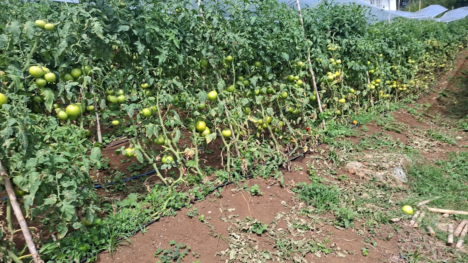 Cultivo de tomate con plantas cargadas de frutos verdes en una finca agrícola de Costa Rica, en un contexto de afectaciones por el fenómeno de El Niño y el aumento de plagas.