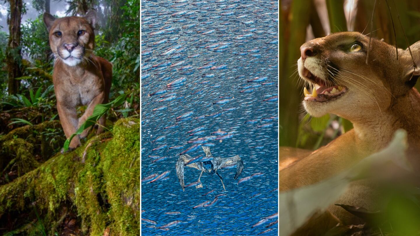 Tres imágenes captadas en Costa Rica fueron reconocidas en premios internacionales de fotografía ambiental 2026