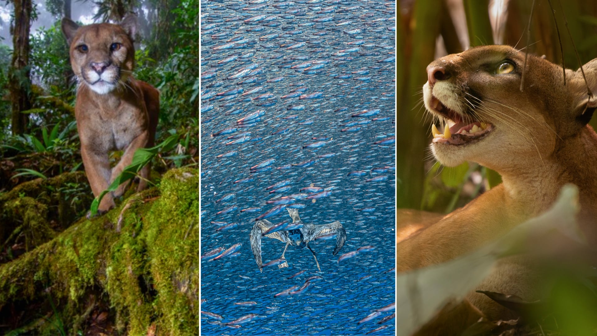 Las imágenes vinculadas con el país destacan en las categorías de Océano y Bosques