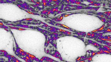 Científicos descubren función clave del espacio entre neuronas en la comunicación cerebral