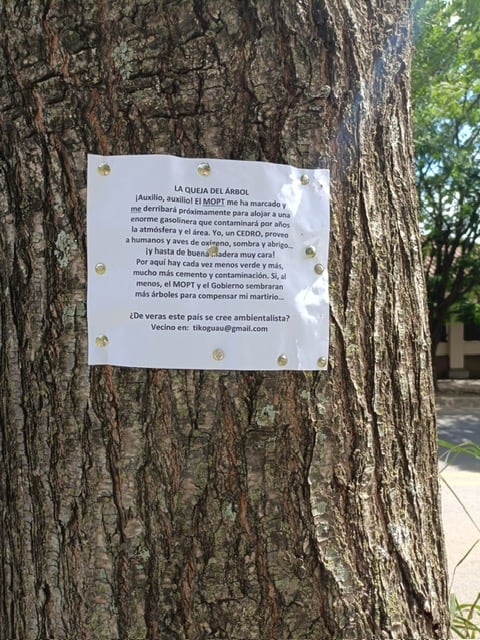 Rótulo de árbol de cedro en Escazú, que se queja porque será talado
¡Auxilio, auxilio! El MOPT me ha marcado y me derribará próximamente para alojar una gasolinera que contaminará por años la atmósfera y el Jera. Yo, un CEDRO, proveo a humanos y aves de oxígeno, sombra y abrigo... ¡y hasta de buena madera muy cara! Por aquí hay cada vez menos verde y más, mucho más cemento y contaminación. Sí, al menos, el MOPT y el gobierno sembraran más árboles para compensar mi martirio... ¿De veras este país se cree ambientalista?