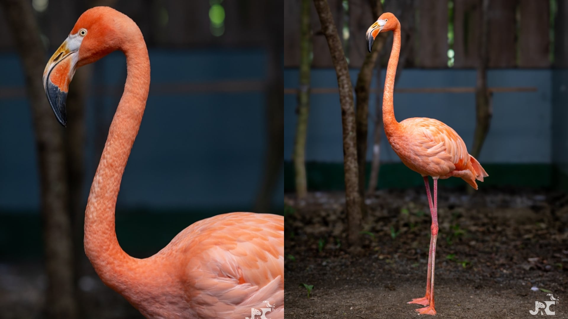 El flamenco americano muestra una notable mejoría en su plumaje y peso tras ser diagnosticado con insuficiencia hepática.