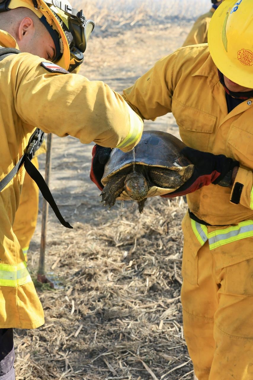 Incendio forestal en el Parque Nacional Palo Verde